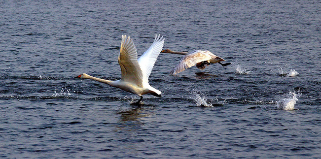 Whooper swans set a lively scene in Shandong