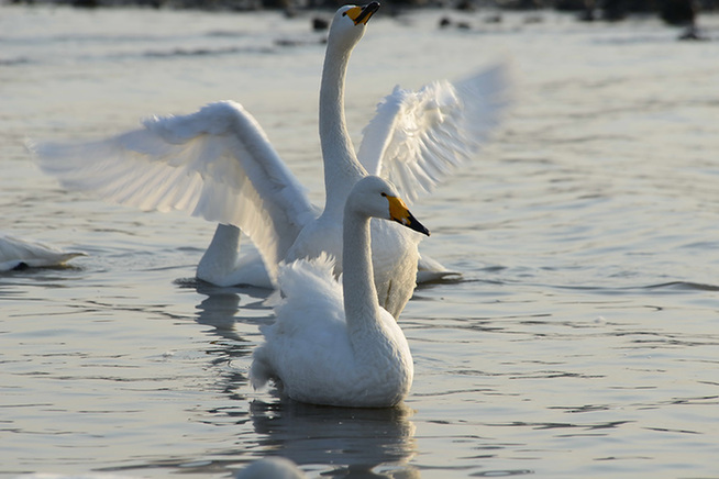 Whooper swans set a lively scene in Shandong