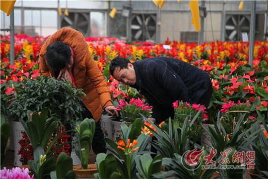 Chinese New Year festivities prevail in Yantai