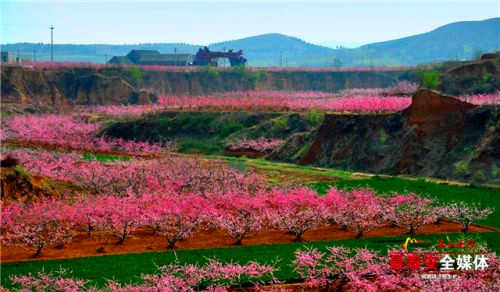 Annual peach blossom festival to unveil in Tai'an