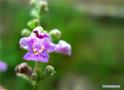 Flowers blossom after rainfall in Shandong