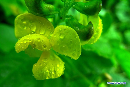 Flowers blossom after rainfall in Shandong