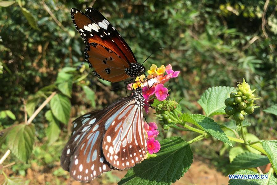 Butterflies in amazing colors seen in Shandong