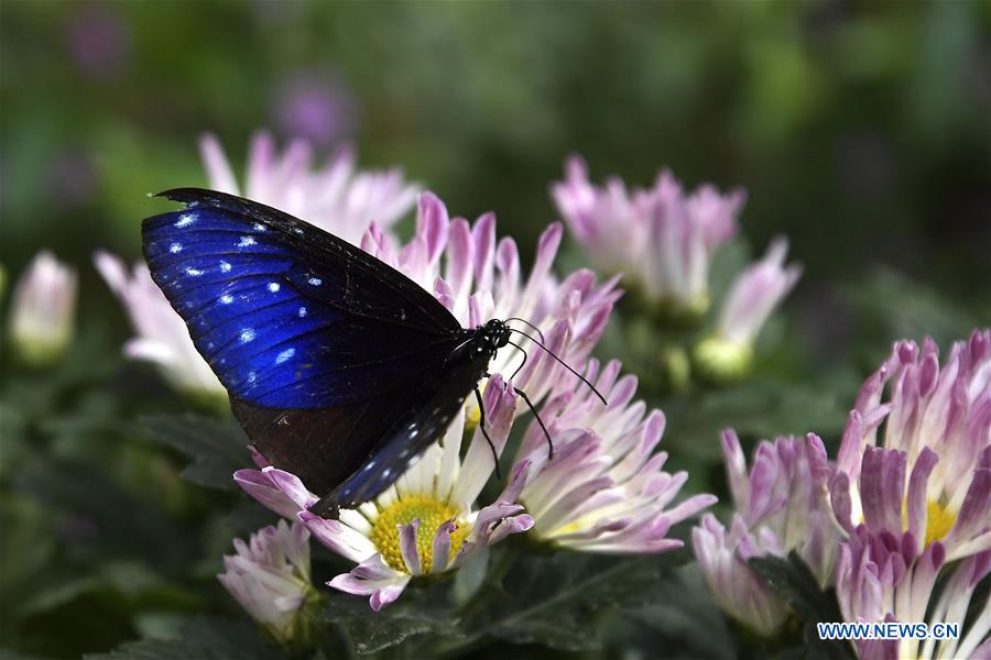 Butterflies in amazing colors seen in Shandong