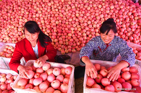 E China's Shandong witnesses apple harvest