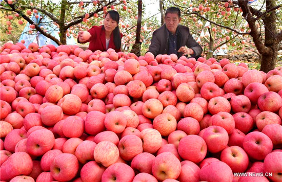 E China's Shandong witnesses apple harvest