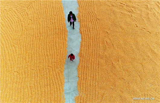 Corn harvested in Gaodong Village, China's Shandong