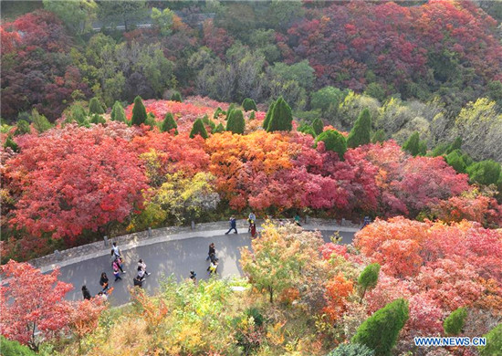 Charming autumn scenery in Jinan, E China's Shandong