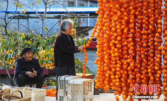 Farmers make dried persimmons in Shandong