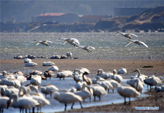 Whooper swans come to spend winter in Shandong's nature reserve