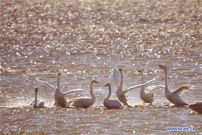 Whooper swans come to spend winter in Shandong's nature reserve