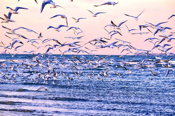 Thousands of seagulls descend on Yantai
