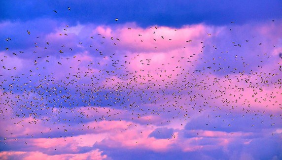 Thousands of seagulls descend on Yantai