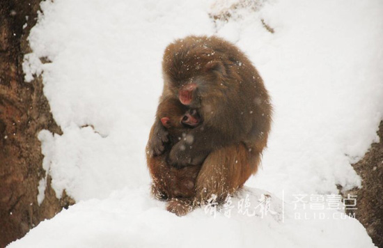 Yantai witnesses heavy snowfall