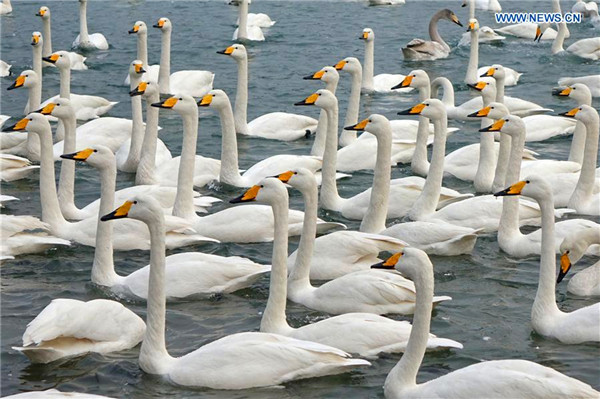 Swans seen at sea area in E China's Shandong