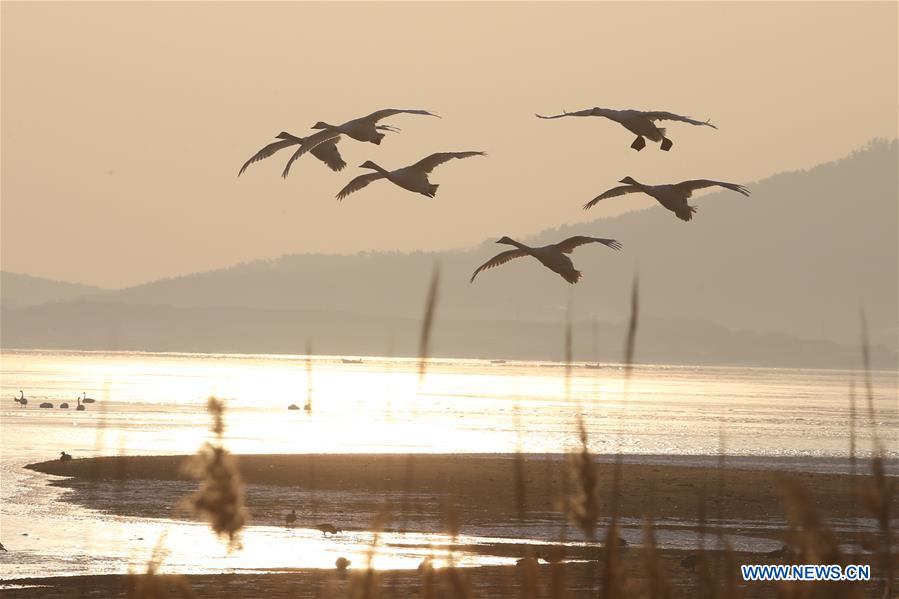 Flocks of swans seen in East China's Shandong