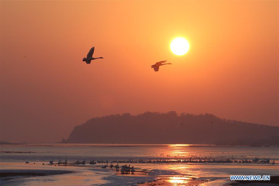 Flocks of swans seen in East China's Shandong