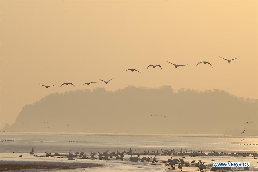 Flocks of swans seen in East China's Shandong