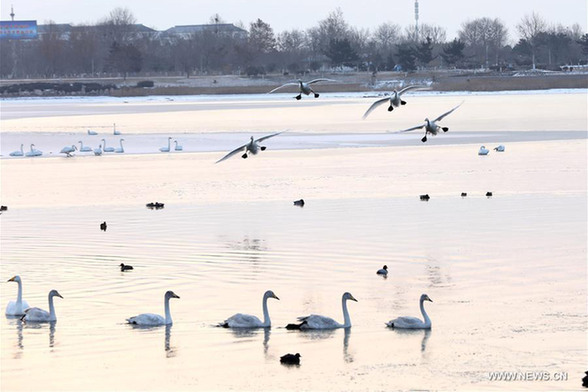 Swans at Yinghua Lake in E China's Shandong