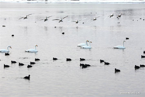 Swans at Yinghua Lake in E China's Shandong