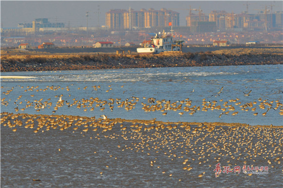 Flocks of migrant birds seen in Qingdao Jiaozhou Bay