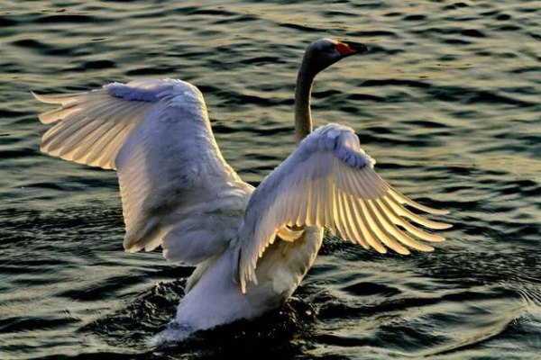 Gracious swans dance at E China's Shandong