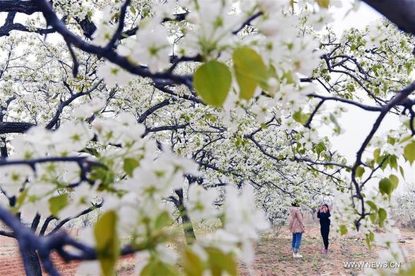 Pear blossoms and peach blossoms bloom in Shandong