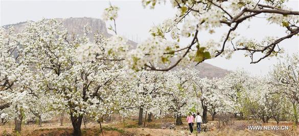 Pear blossoms and peach blossoms bloom in Shandong