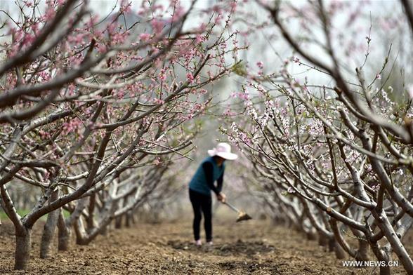 Pear blossoms and peach blossoms bloom in Shandong