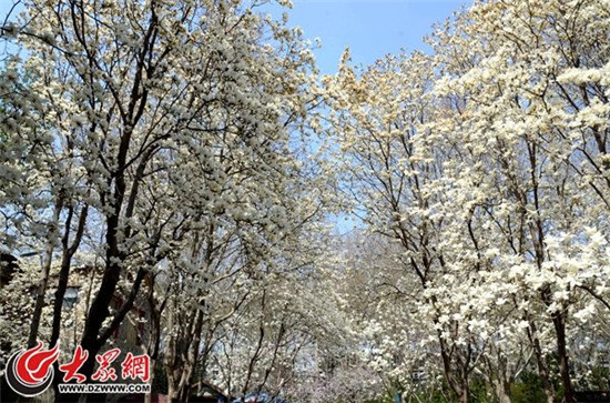Stunning blossoms at Jinan Baihua Garden