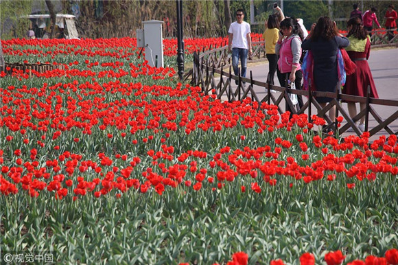 Colorful tulips blossom at Shandong park