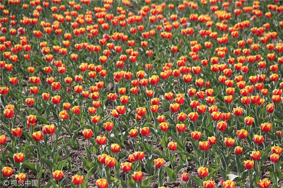 Colorful tulips blossom at Shandong park