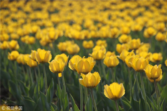 Colorful tulips blossom at Shandong park