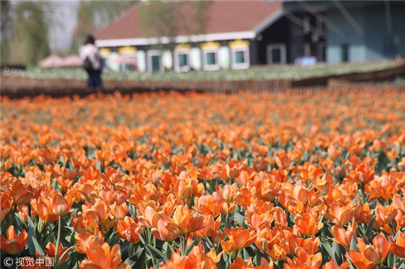 Colorful tulips blossom at Shandong park