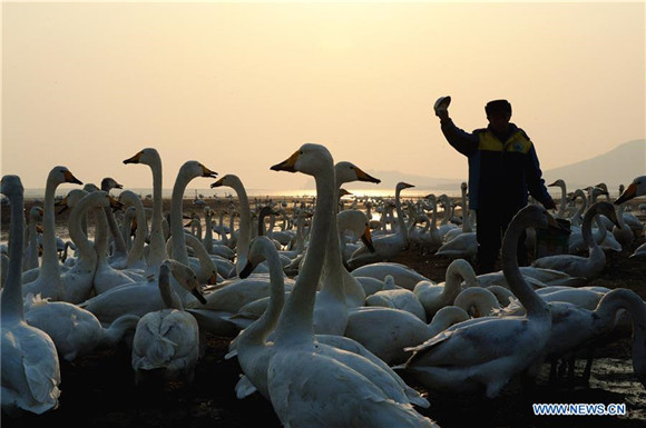 'Swan guard' devoted to protection of swans for over 40 years in East China<BR>