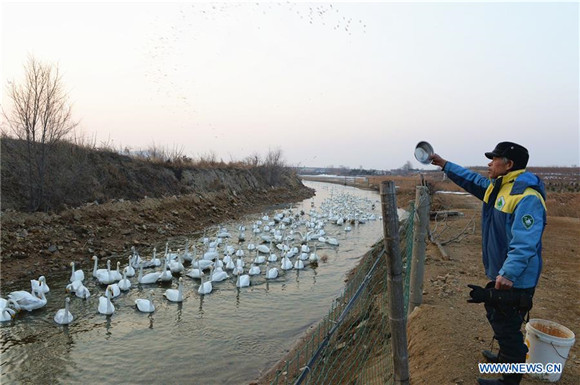 'Swan guard' devoted to protection of swans for over 40 years in East China<BR>
