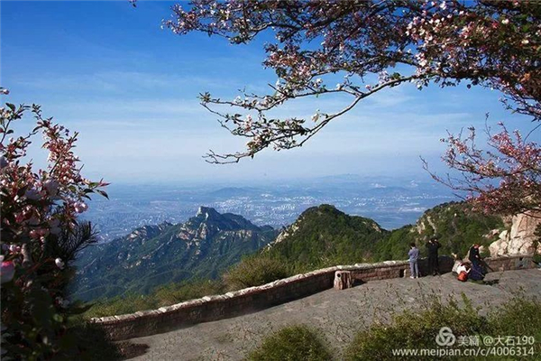 Admire flowering Chinese crabapple at Mount Tai