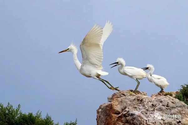 Changdao Island becomes home to yellow-billed egrets