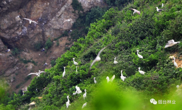 Changdao Island becomes home to yellow-billed egrets