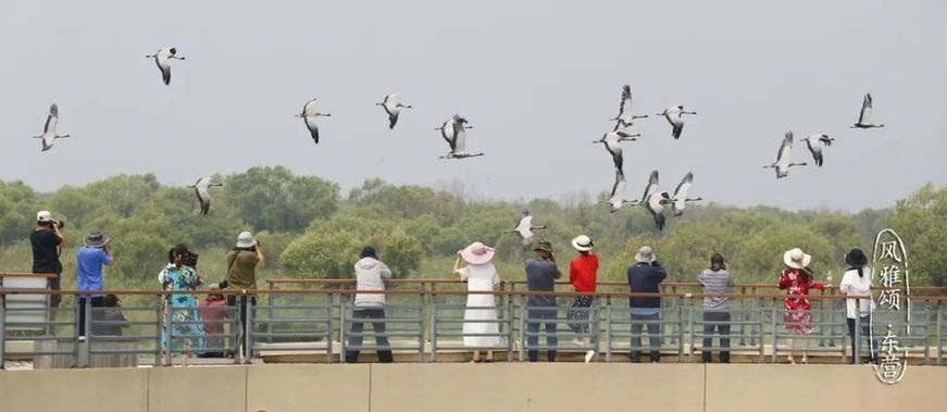 Beauty of the Yellow River Estuary Ecotourism Area