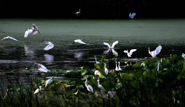 In pics: flocks of egrets seen near Neijia River in Yantai