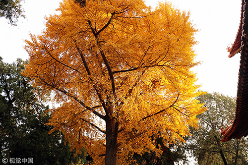 Best places in Tai'an to enjoy beauty of ginkgo trees