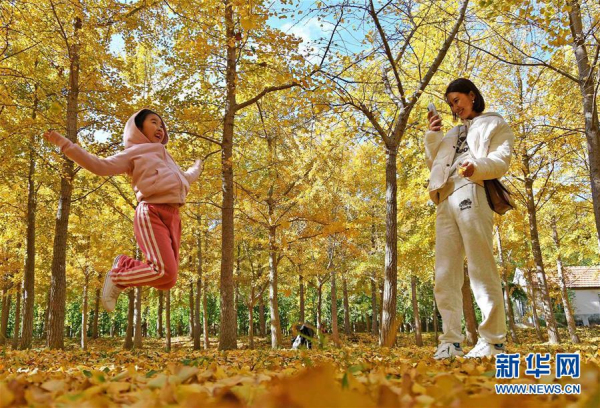 Yantai gingko leaves charm visitors