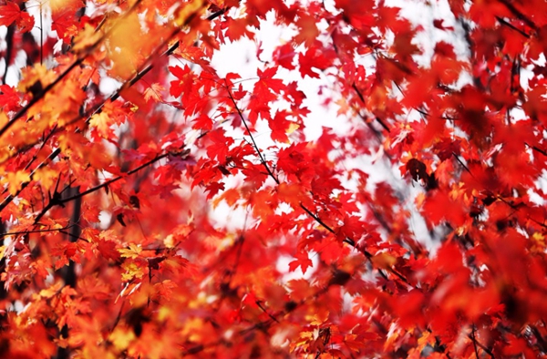 Maple forest scenery in East China's Shandong