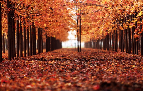 Maple forest scenery in East China's Shandong