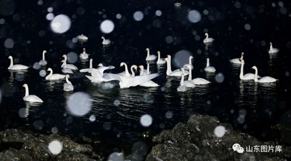 Swans grace bleak winter in Rongcheng