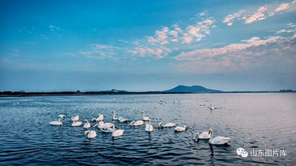 Swans grace bleak winter in Rongcheng