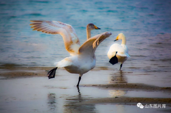 Swans grace bleak winter in Rongcheng