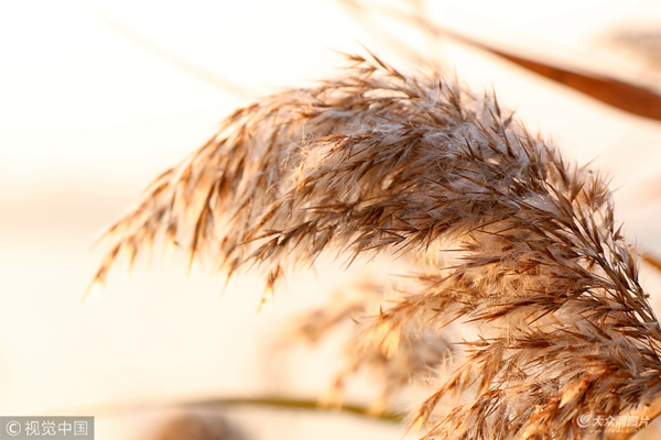 Reed flowers bring early winter charm to Rongcheng