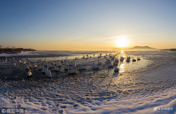 In pics: beautiful sunrise at Swan Lake in Rongcheng